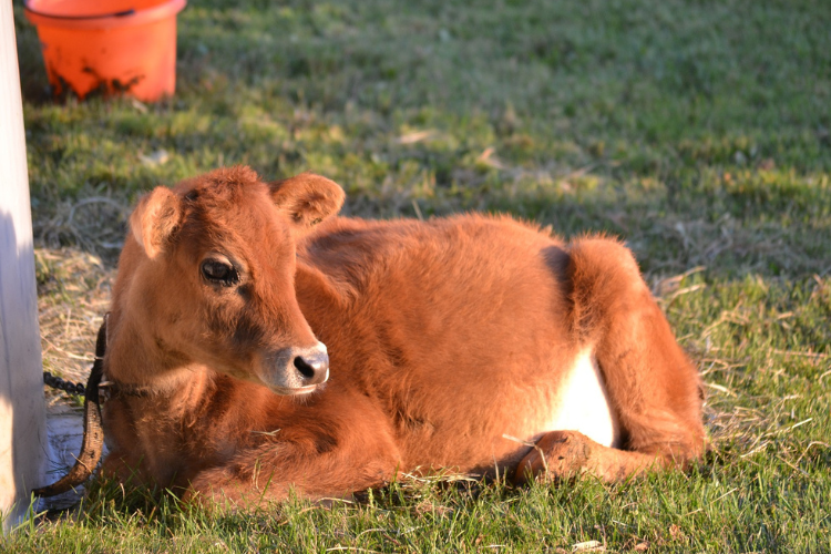 Jersey Cheese Trail Calf