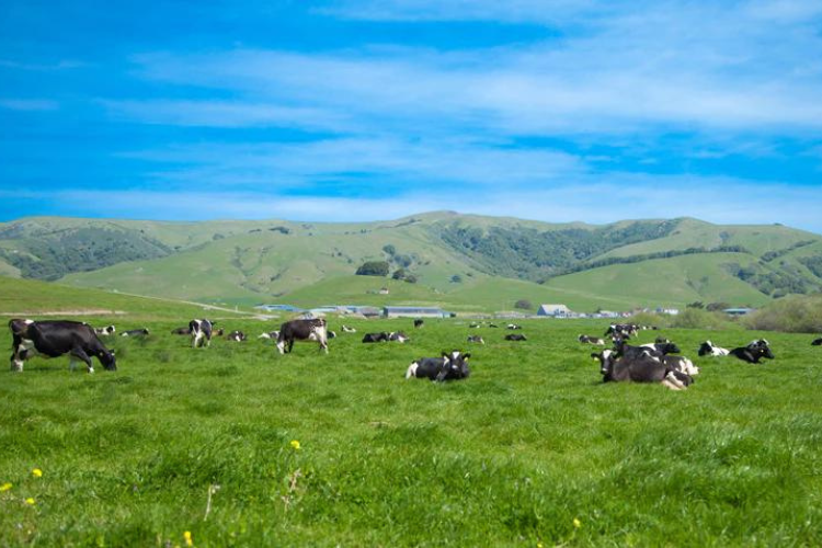 Nicasio valley heard of cattle